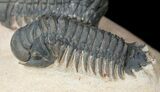 Very D & Crotalocephalina Trilobite Pair #17956-3